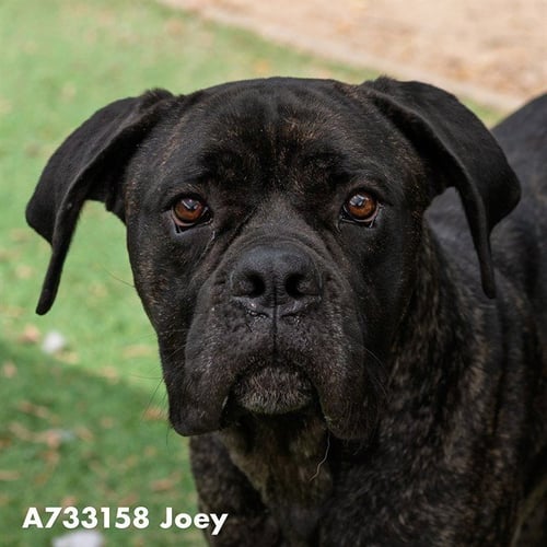 JOEY - Cane Corso Mastiff for adoption in Sacramento