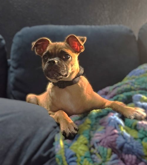 SAMSONITE - Pug / Chihuahua for adoption in Roseville