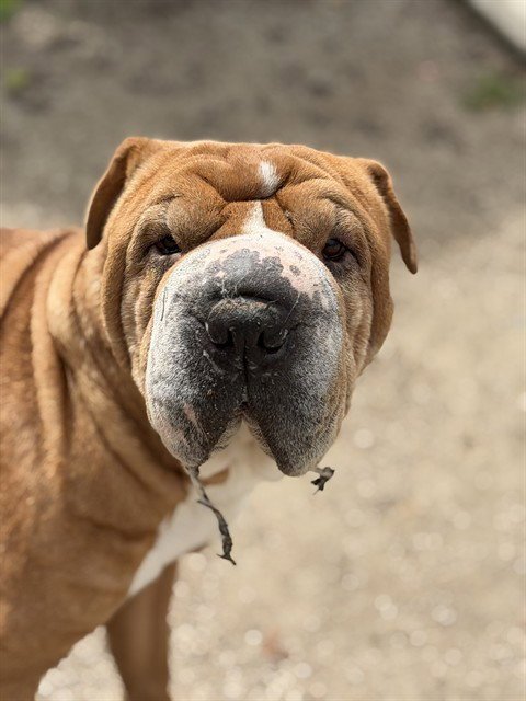 COOKIE - Chinese Shar-Pei available for adoption