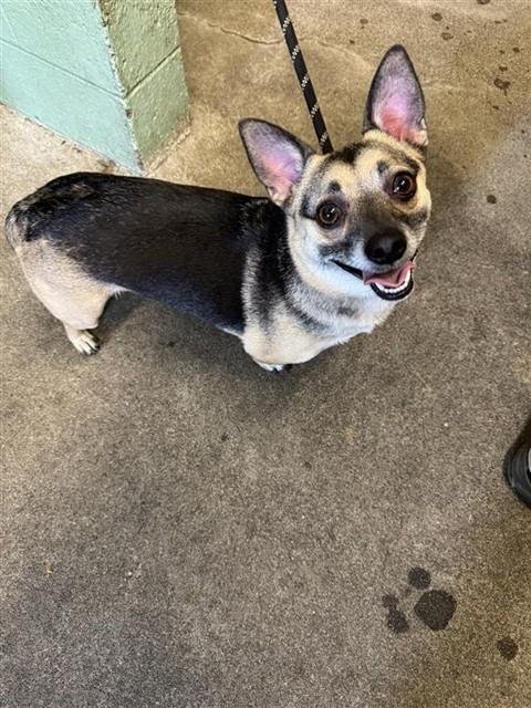 ACE - Chihuahua available for adoption