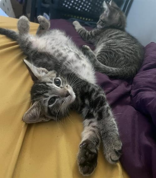ROMEO - Domestic Short Hair available for adoption