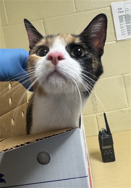 MEOWY - Domestic Short Hair available for adoption
