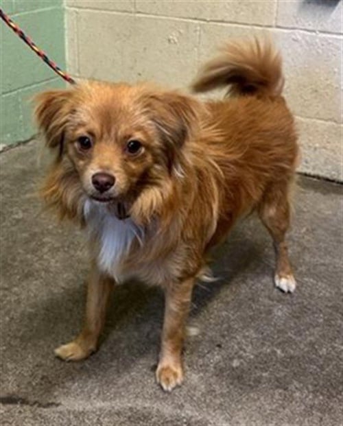 STRIPE - Pomeranian available for adoption