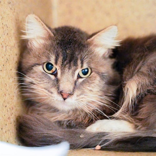 C.S. LEWIS - Domestic Long Hair available for adoption