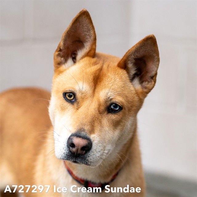 ICE CREAM SUNDAE - Australian Cattle Dog/Blue Heeler available for adoption