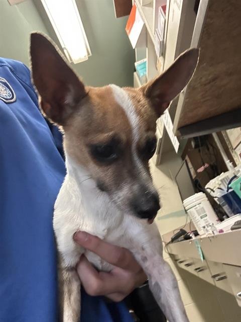 BINGO - Chihuahua available for adoption