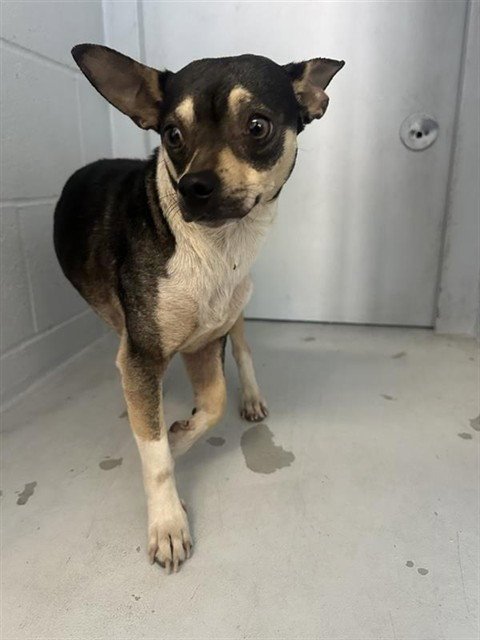 BART - Chihuahua available for adoption