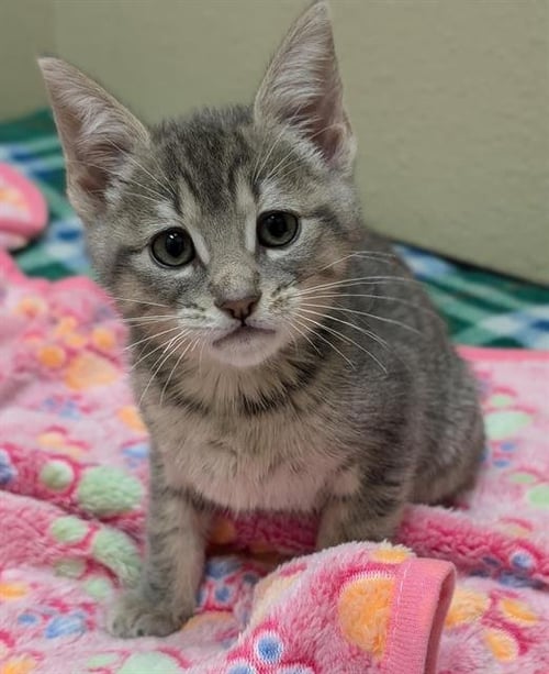 GEORGIA - Domestic Short Hair available for adoption