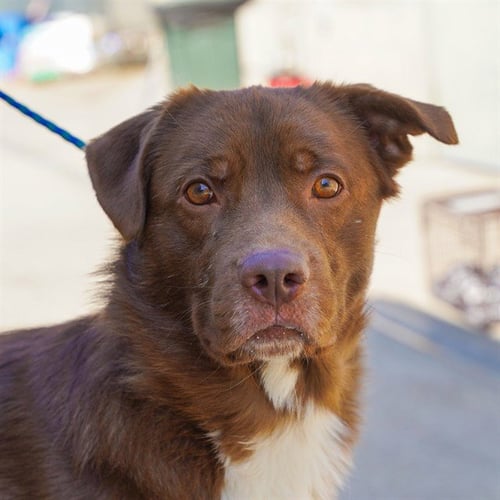 BEAR - Border Collie available for adoption