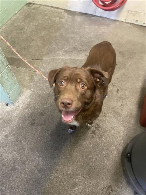 BEAR - Border Collie available for adoption