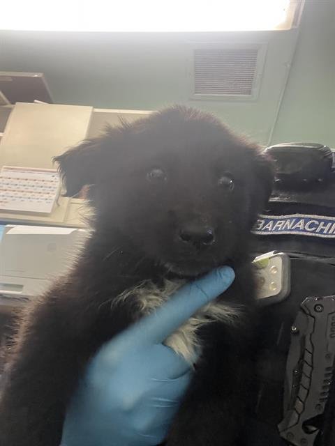 WOLFIE - German Shepherd Dog available for adoption