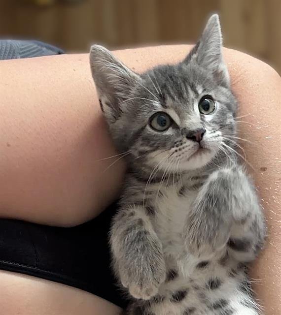 BELLY Image