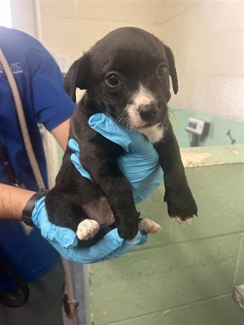 A739682 - Terrier available for adoption