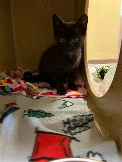 CHICKEN - Domestic Short Hair available for adoption
