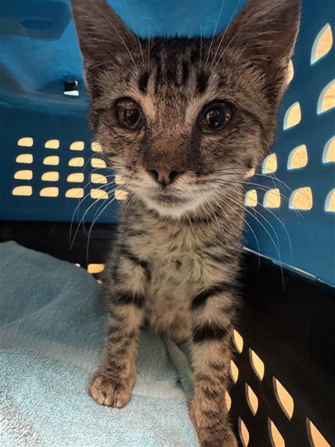 A739591 - Domestic Short Hair available for adoption