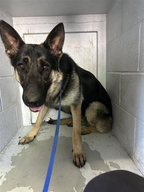 TAYTAY - German Shepherd Dog available for adoption