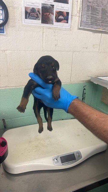A737696 - Doberman Pinscher available for adoption