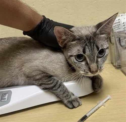 BLUEBERRY - Domestic Short Hair available for adoption