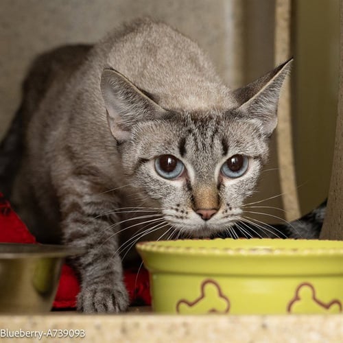 BLUEBERRY - Domestic Short Hair available for adoption