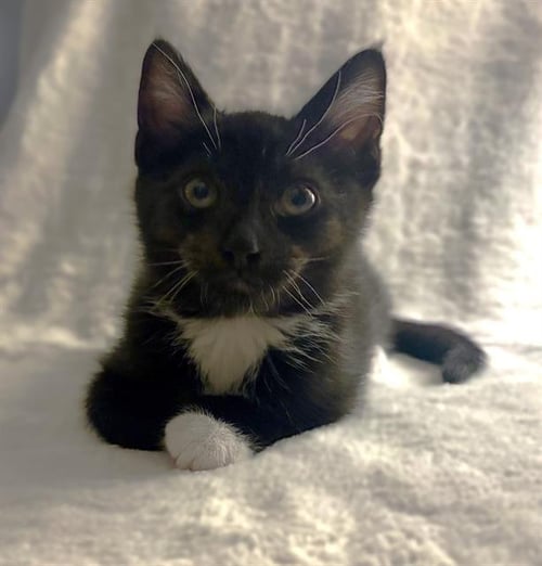 MISS BIANCA - Domestic Short Hair available for adoption
