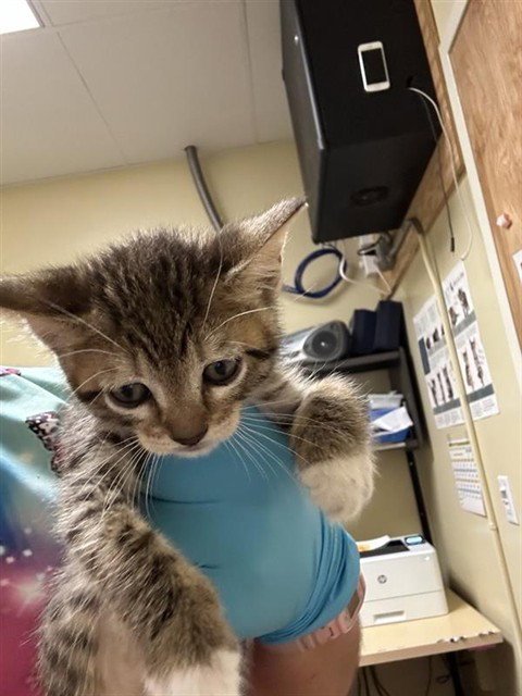 MOLLY - Domestic Short Hair available for adoption