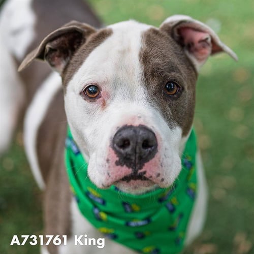 KING K RULE - Pit Bull Terrier for adoption in Sacramento