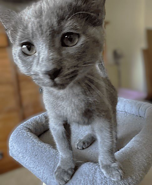 NICO - Domestic Short Hair available for adoption