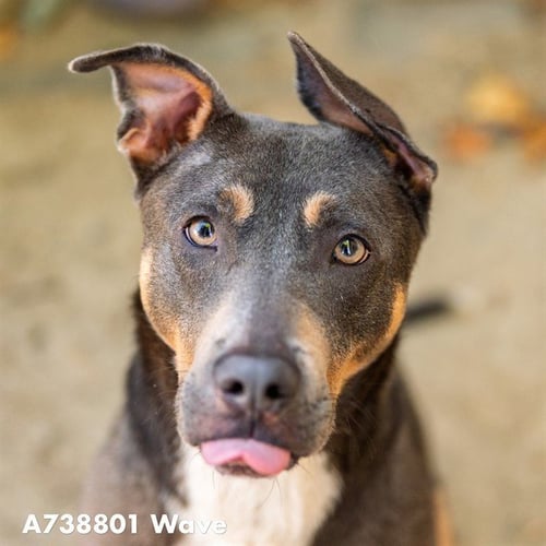 WAVE - Pit Bull Terrier / Rottweiler available for adoption