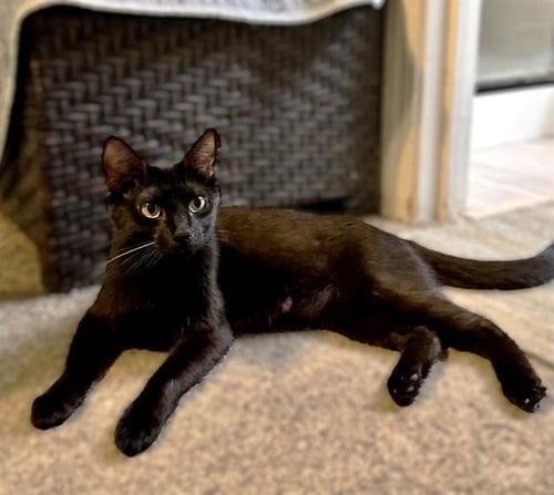 JET - Domestic Short Hair for adoption in Sacramento