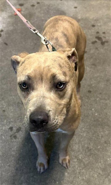 TULIP - Pit Bull Terrier available for adoption