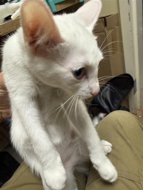 A734755 - Domestic Short Hair available for adoption