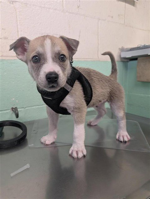 A738728 - Siberian Husky available for adoption