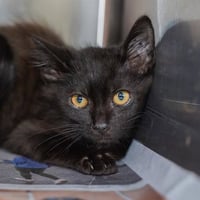 *BARN CAT* THUNDER - Photo 1