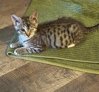 ONE EYED JACK - Photo 1