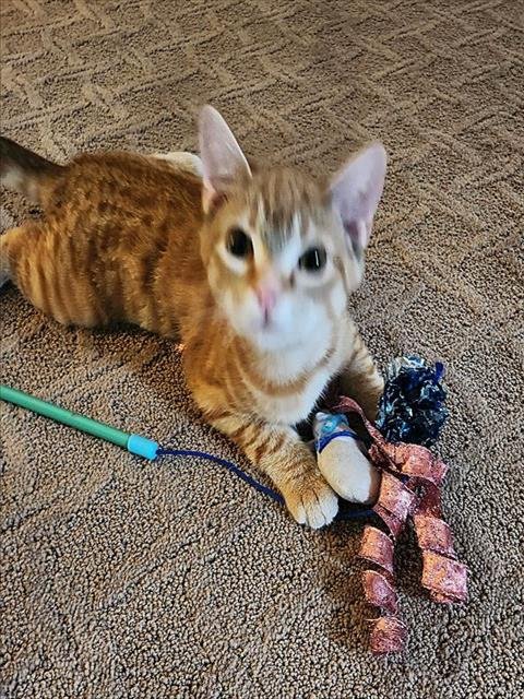 AMBER - Domestic Short Hair for adoption in Elk Grove