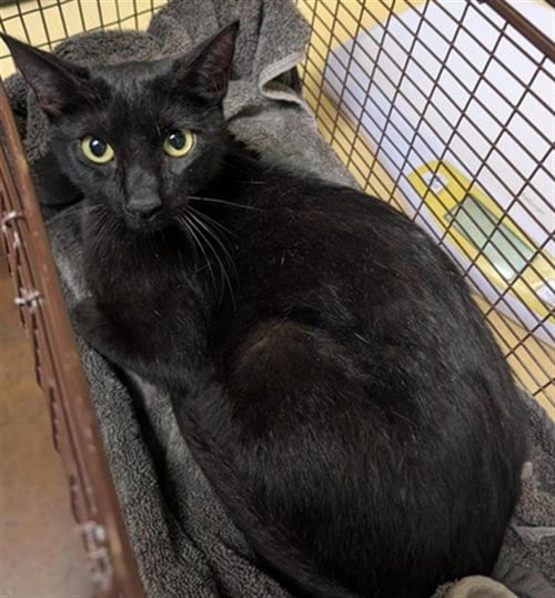 LIZARD - Domestic Short Hair available for adoption