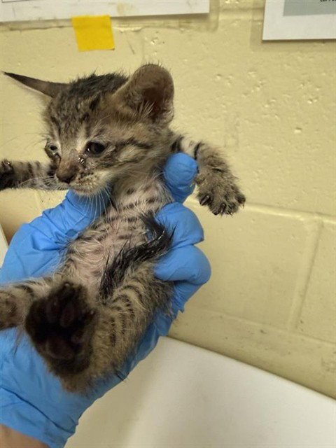A739345 - Domestic Short Hair for adoption in Sacramento