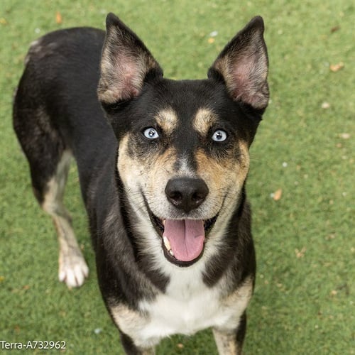 TERRA - Australian Cattle Dog/Blue Heeler available for adoption