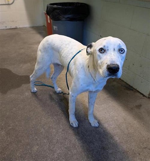 COCO - Pit Bull Terrier for adoption in Sacramento