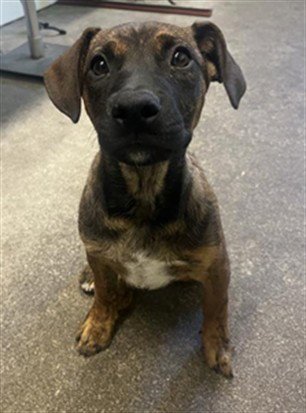 A738884 - Plott Hound available for adoption