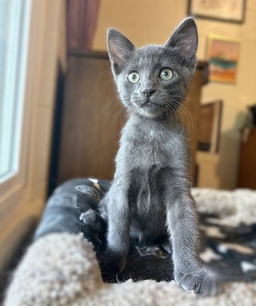 DIEGO - Domestic Short Hair available for adoption
