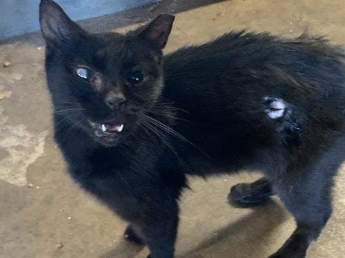 FANG - Domestic Short Hair available for adoption