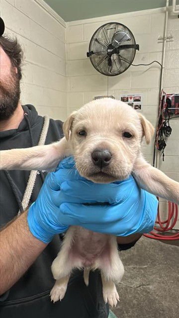 BUTTERCREAM - Pit Bull Terrier available for adoption