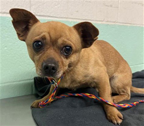 FREDWERD - Chihuahua / Terrier available for adoption