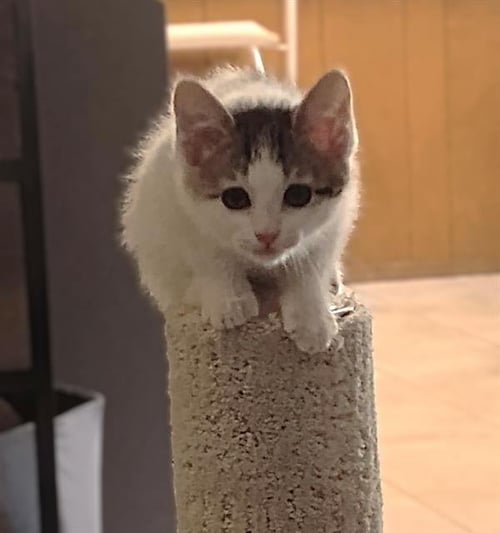 PEANUT BUTTER CUP - Domestic Short Hair available for adoption