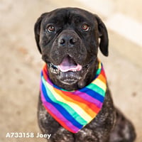 JOEY - Photo 1