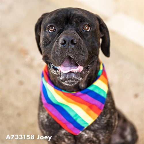 JOEY - Cane Corso Mastiff available for adoption