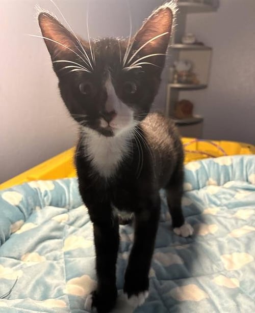 ALICE - Domestic Short Hair available for adoption