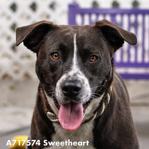 SWEETHEART - Pit Bull Terrier for adoption in Sacramento