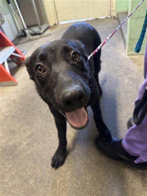 MADDOXX - Labrador Retriever available for adoption